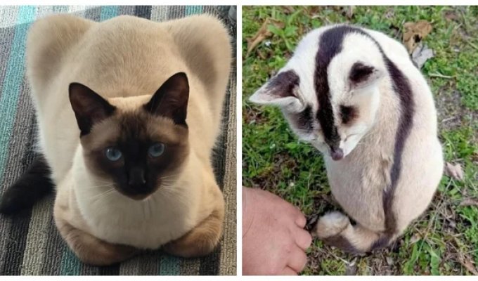 20 котоисторий  о том, в каких местах и за какими занятиями  пушистые предпочитают проводить осень (21 фото)