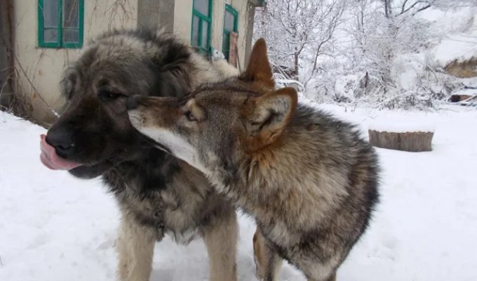 Какие породы собак победят волка или медведя? (11 фото)