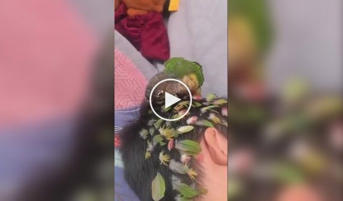 Попугай навел красоту
