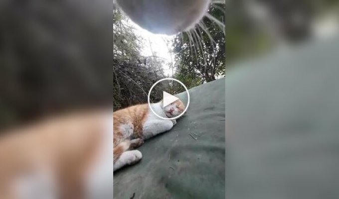 Жизнь кота от первого лица