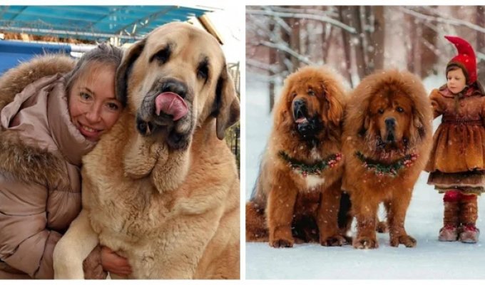 25 Adorable Doggies That Are Even Bigger Than You Can Imagine (26 photos)