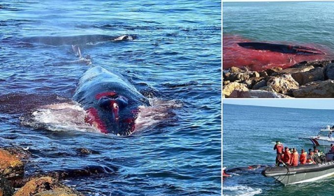 Умирающий кит приплыл к людям за помощью (5 фото)