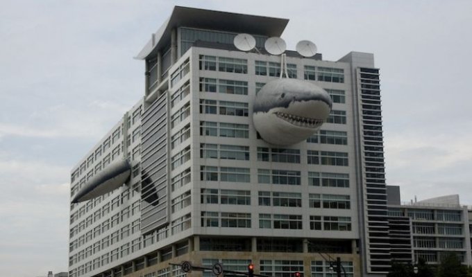 На здании канала Discovery снова появилась акула (6 фото)