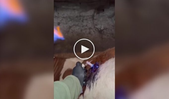 Helping a cow with bloating
