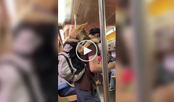Американцы ловко обходят запрет на провоз собак в метро