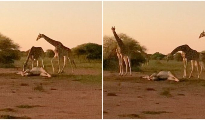 Трогательный момент: жирафы прощаются с умершим сородичем (3 фото + 1 видео)
