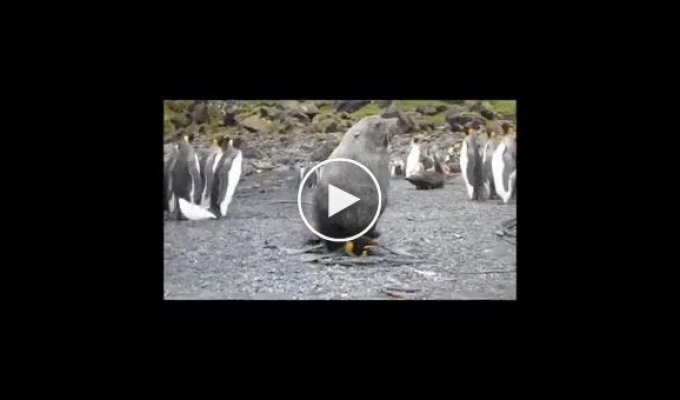 Изнасилование пингвинов морскими котиками