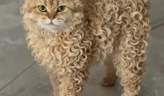 Кошка с идеальными кудряшками завирусилась в Сети (4 фото)