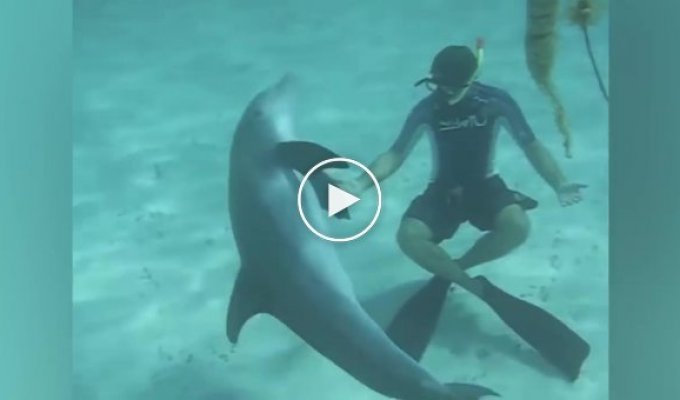 Озабоченный дельфин заинтересовался купальником девушки