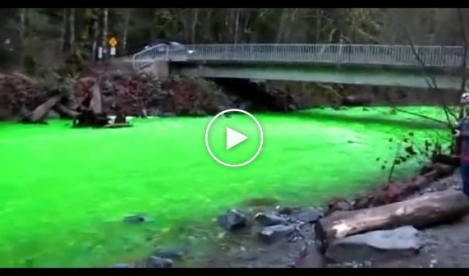 Традиции Америки, красить реку в зеленый цвет (видео + текст)