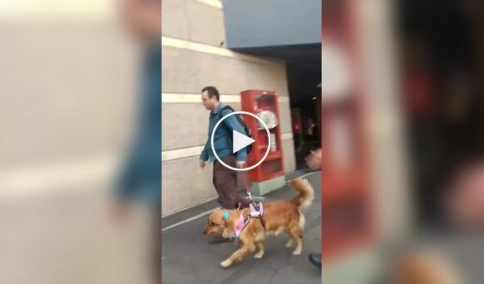 Обыск собаки засняли прохожие в Колумбии