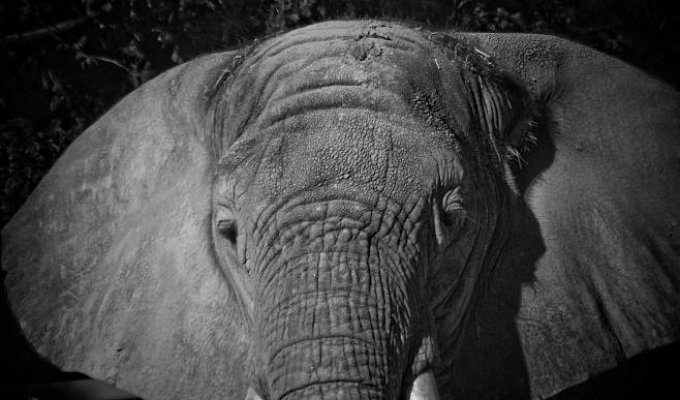 Слоны (6 фото)