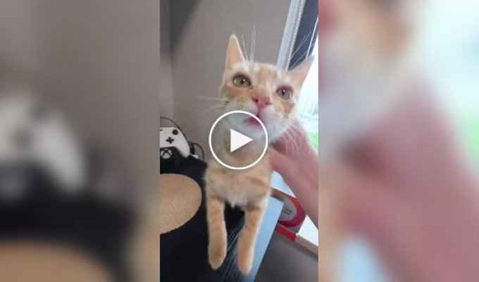 Коти не дають спокою