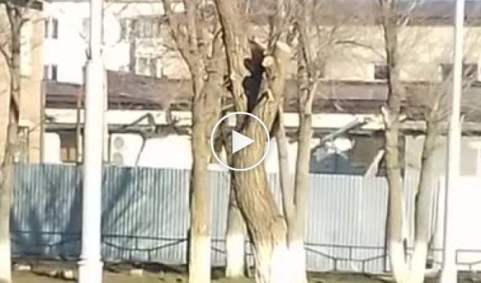 Очевидцы сняли на камеру медведя в оренбургском Гае