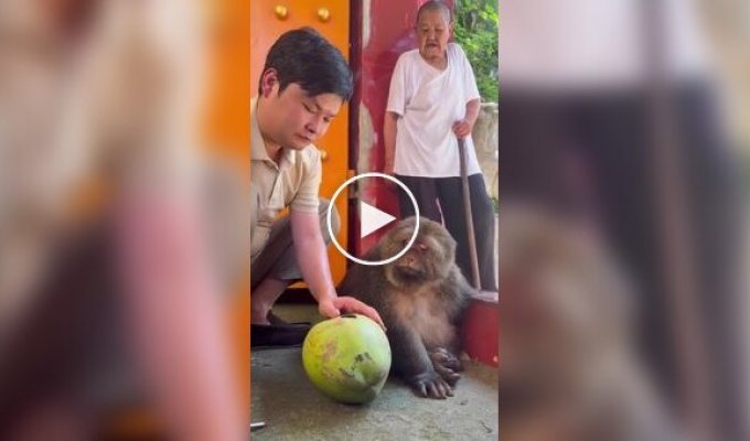 A monkey's coconut break: a treat of coconut juice