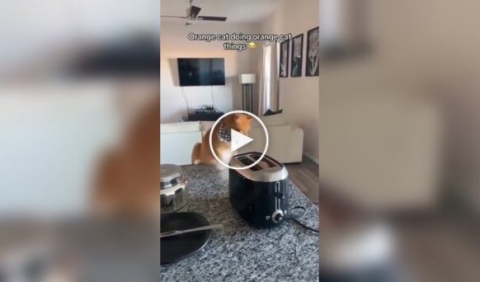 The ginger cats are doing well