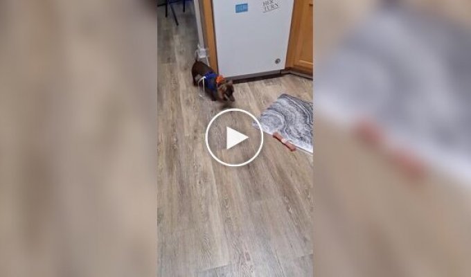 Як захопити свого невгамовного собаку