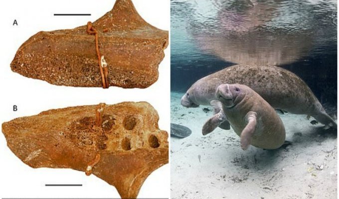 У берегов Техаса обнаружили останки древних ламантинов (5 фото)