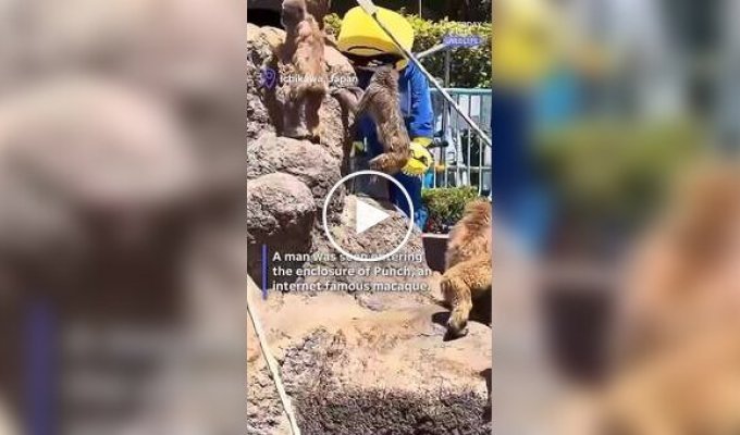 In Japan, Americans were fined for trespassing on Punch the monkey's enclosure