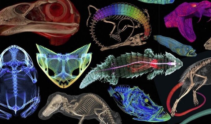 Scientists scanned more than 13,000 exhibits and created a 3D museum of vertebrate animals (11 photos + 1 video)
