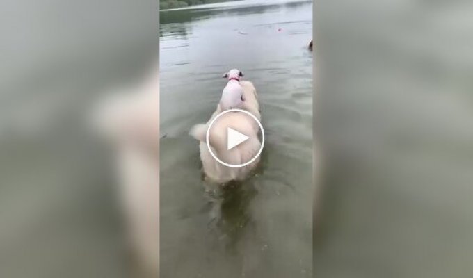 Пес влаштував водну прогулянку своєму приятелю