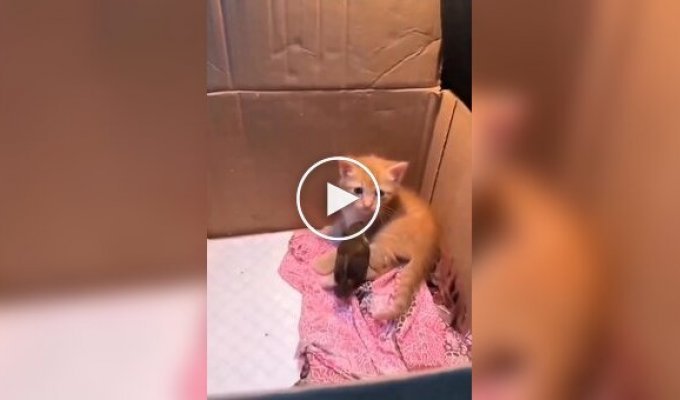 Рыжий котенок и воробей