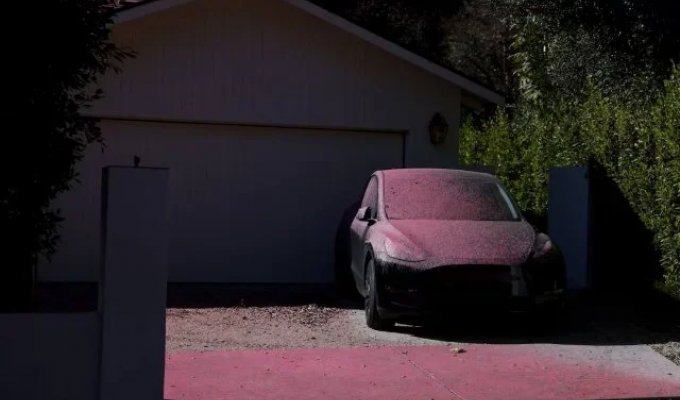 Why pink powder is sprayed over Los Angeles (12 photos)