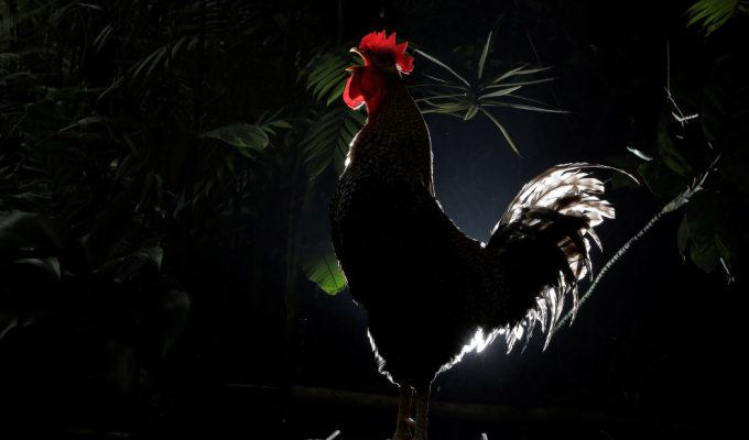 Why roosters don’t go deaf from their own cries (5 photos)