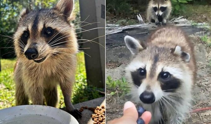 The raccoon brought the babies to show the woman taking care of her (12 photos)