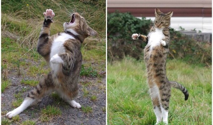Мы тебя помним, Эдмунд: самые забавные фото "танцующего" кота (35 фото)
