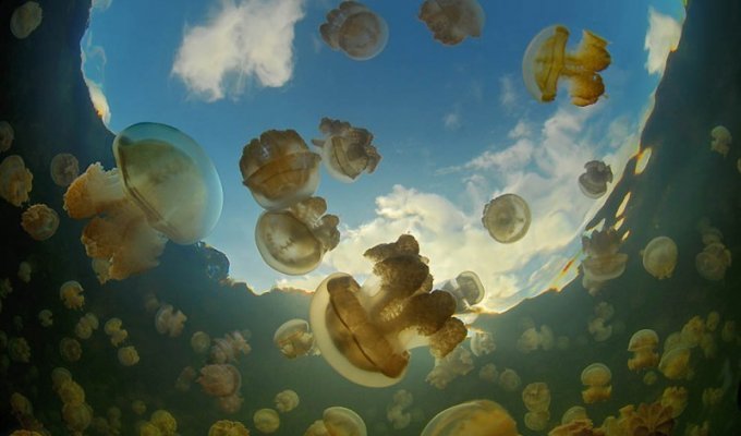 Озеро медуз (15 фото)