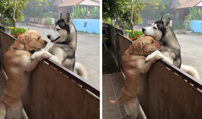 A lonely dog ran away from the yard to hug his friend (5 photos)