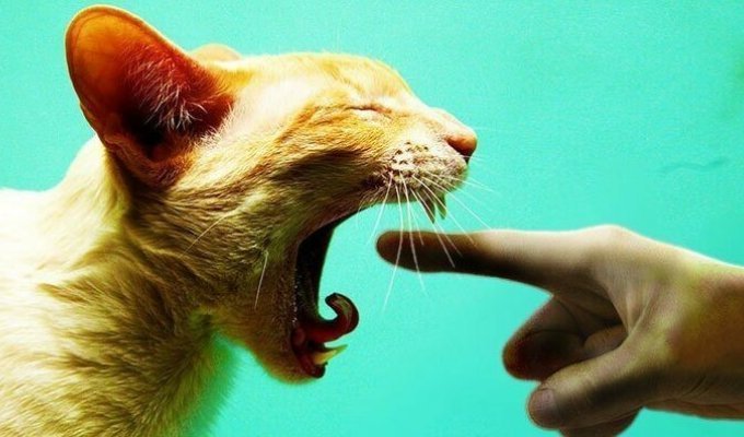 20 странных вещей, которые делают все владельцы котов, но не признаются в этом (20 фото)