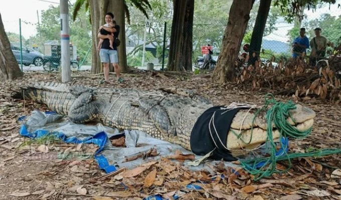 В Малайзии поймали гигантскую самку крокодила (4 фото + 1 видео)