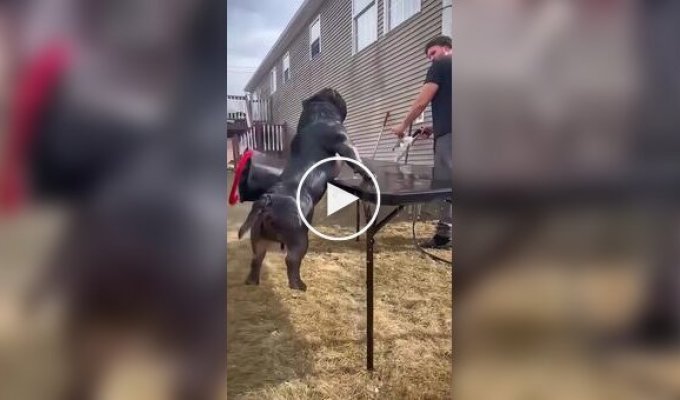 Подборка собачьих неудач