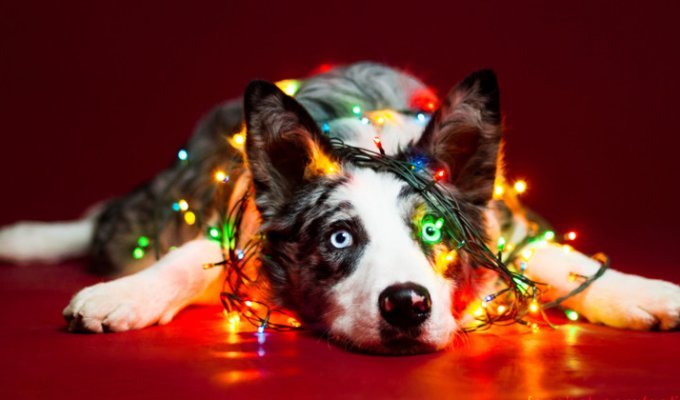 Рождественские портреты собак (10 фото)