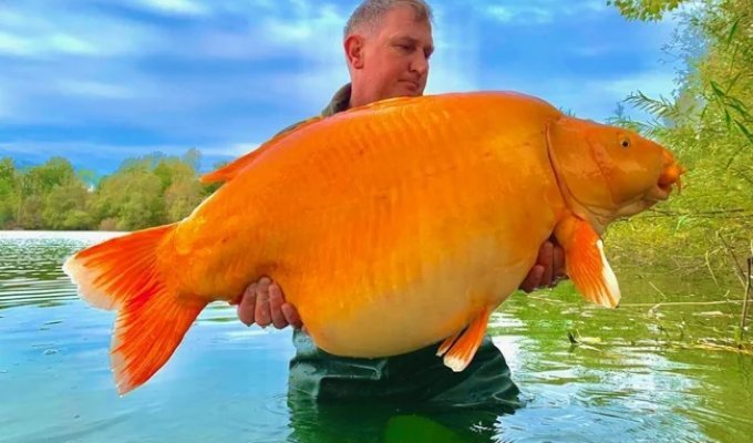 She lived in a lake for 20 years: the world's largest goldfish weighing more than 30 kg was found (2 photos)