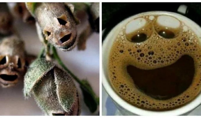 30 примеров магии парейдолии в обычных вещах (31 фото)