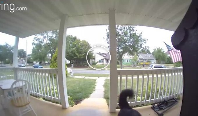 In the US, a dog ran away from home for 15 minutes, then returned on his own and rang the doorbell