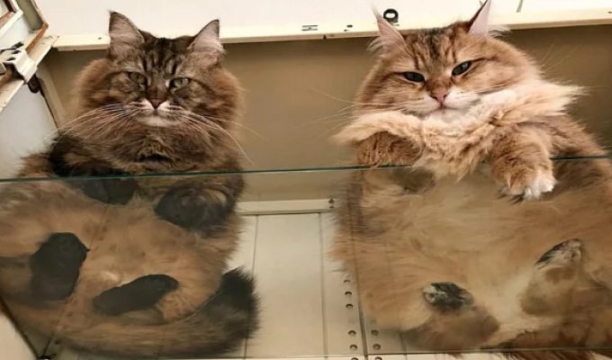Heels, Bellies, and Fur — a Killer Dose of Cuteness, Cats on Glass, View from Below (20 photos)