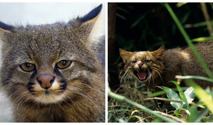 Мизантроп мира кошачьих – харизматичный и своенравный колоколо (9 фото + 1 видео)
