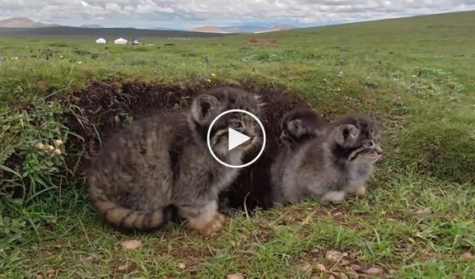 Семейство манулов в степях Китая