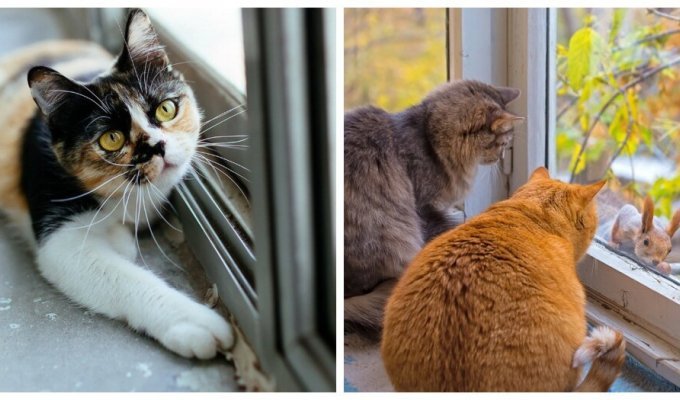 Cats on the window (33 photos)