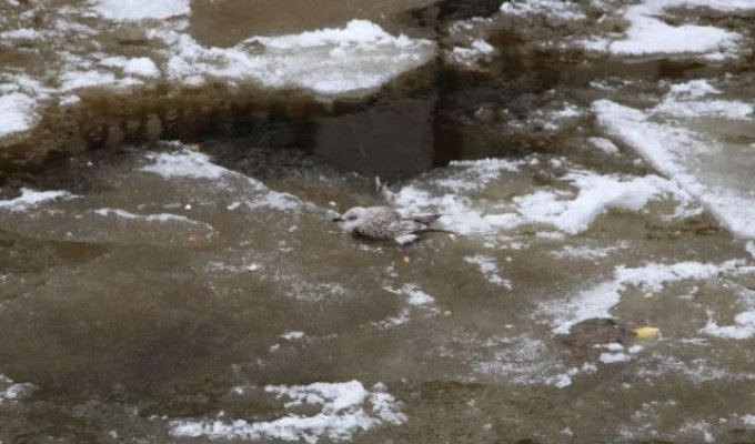 Спасение чайки, вмерзшей в Неву (10 фото)