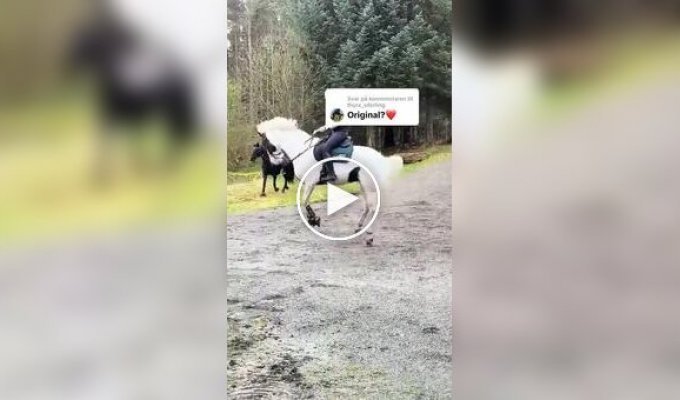 Лошадь пытается сбросить наездницу во время езды