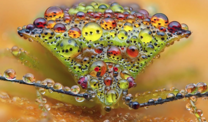 A selection of beautiful macro shots by a German photographer (18 photos)