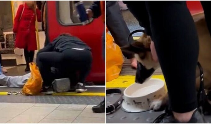 Train passengers rescued a dog that fell on the rails (4 photos + 1 video)
