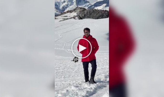 Турист хотел снять пейзаж Антарктиды, но кадр неожиданно «украли» пингвины