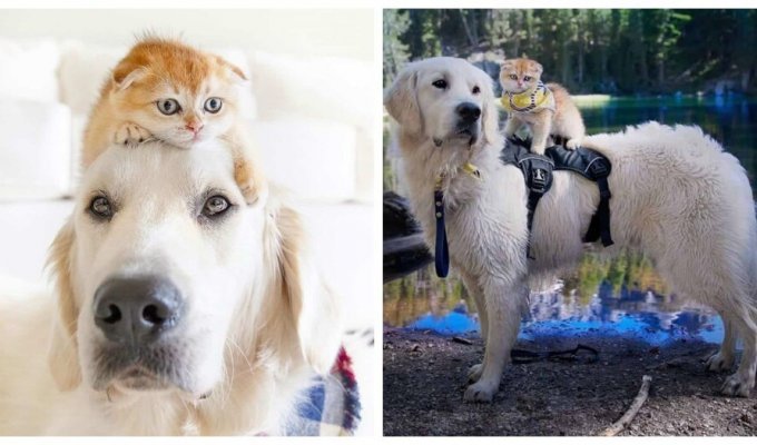 The kitten helped a great friend cope with isolation and modesty and feel the joy of life (7 photos + 1 video)