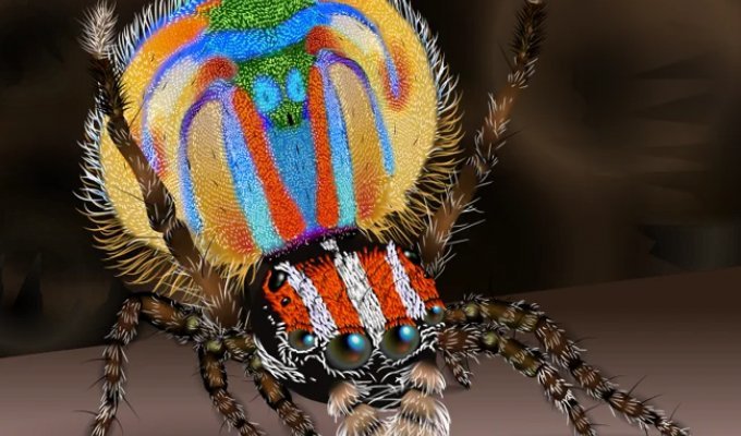 Peacock Spiders Perform Bright Courtship Dances to Attract a Female (1 photo + 1 video)